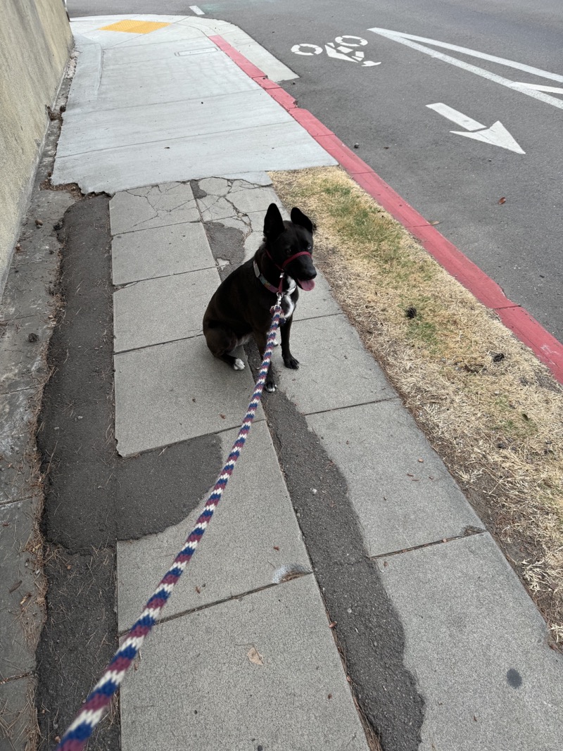 A picture of a black dog named Bowie sitting, taken on June 23 2024 at 7:14 am